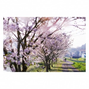 2023年いすみ市新田野の桜風景に魅せられて